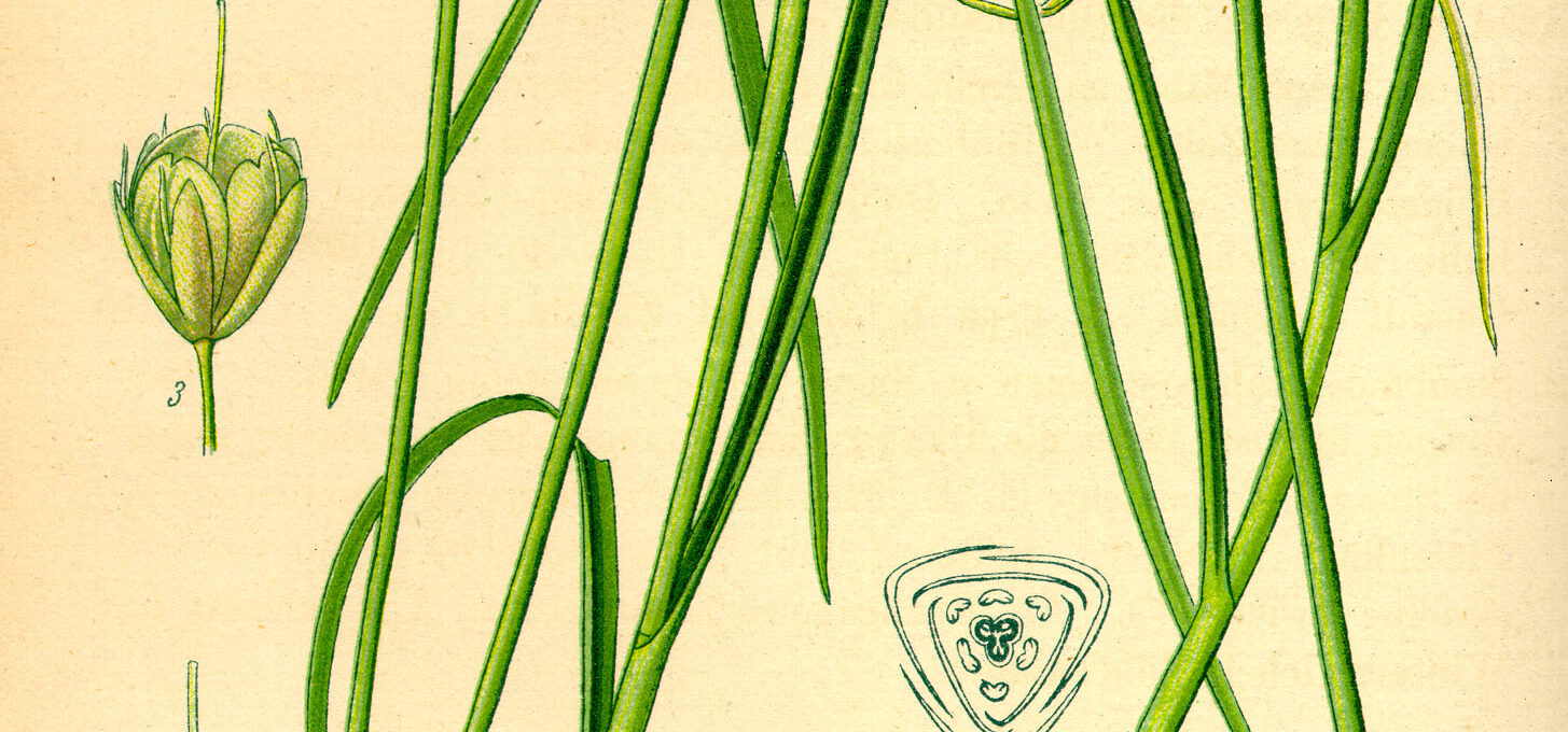 Gemüse-Lauch (Allium oleraceum) und rechts Gelber Lauch (Allium flavum); Illustration (Wikimedia Commons)