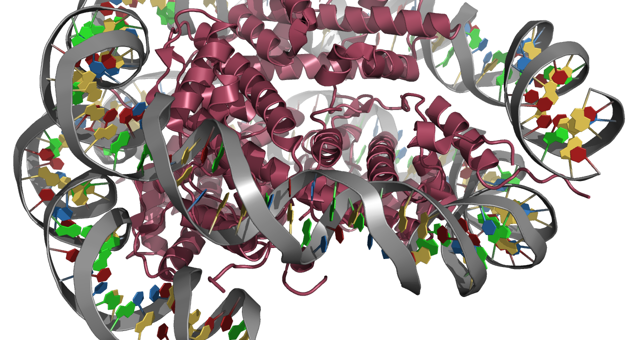 Struktur eines Nukleosoms mit Histonen der Fruchtfliege (Wikimedia Commons)