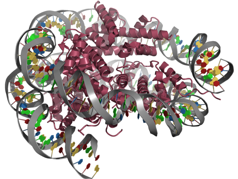 Struktur eines Nukleosoms mit Histonen der Fruchtfliege (Wikimedia Commons)